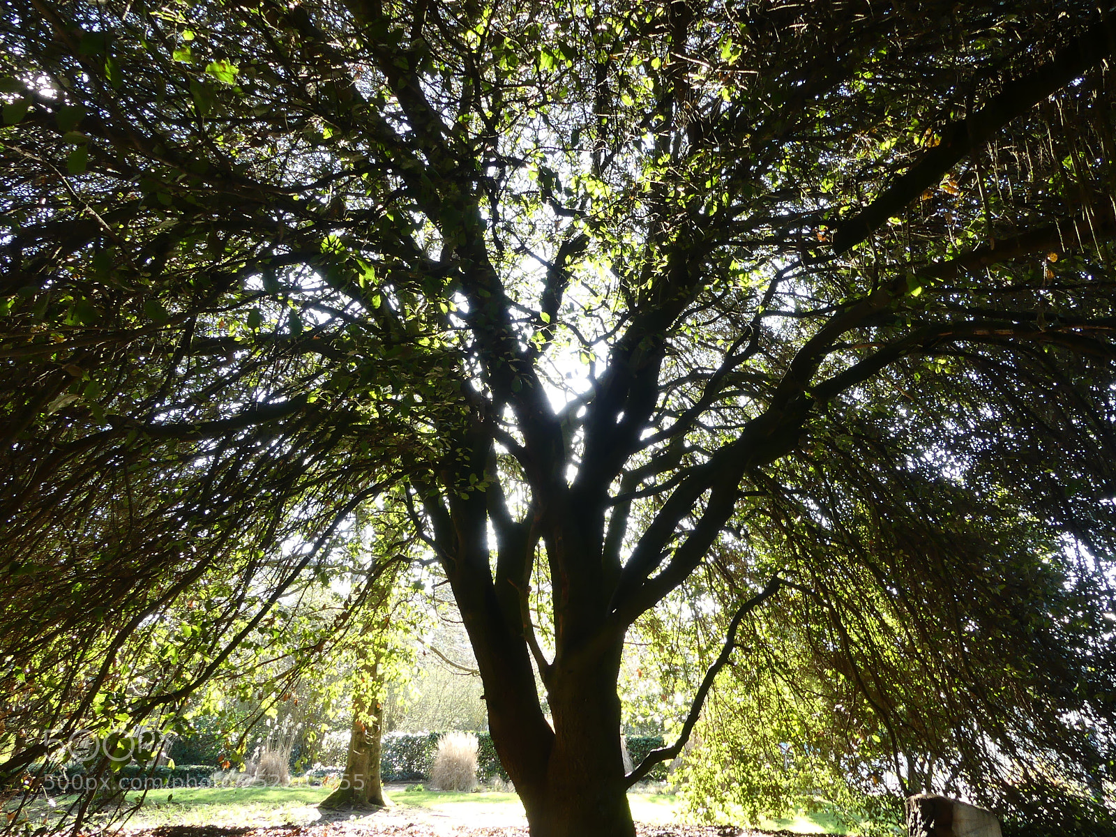 Panasonic Lumix DMC-FZ300 sample photo. Hiding place photography