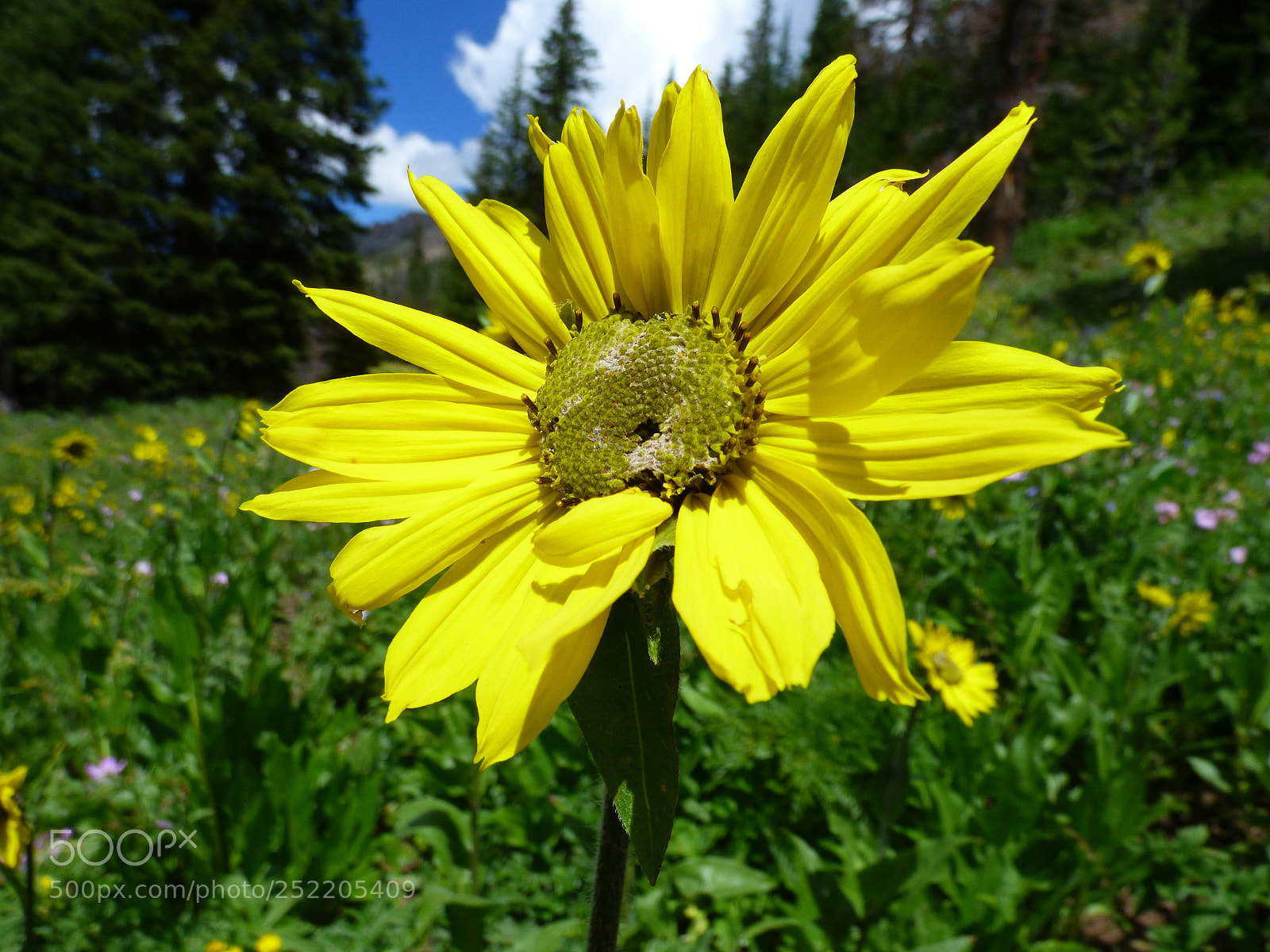 Panasonic Lumix DMC-FZ70 sample photo. Mountain flower photography