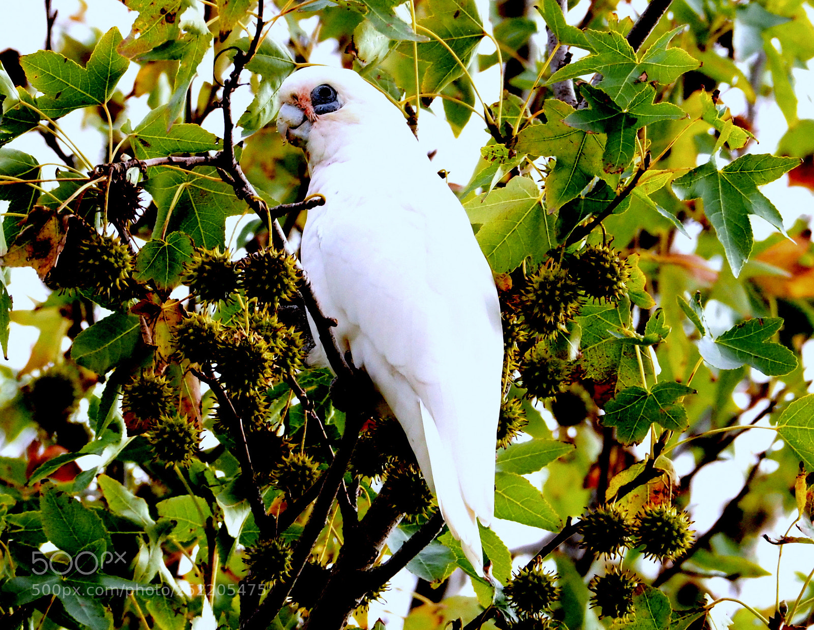 Olympus OM-D E-M5 II sample photo. Australian parrot.. photography