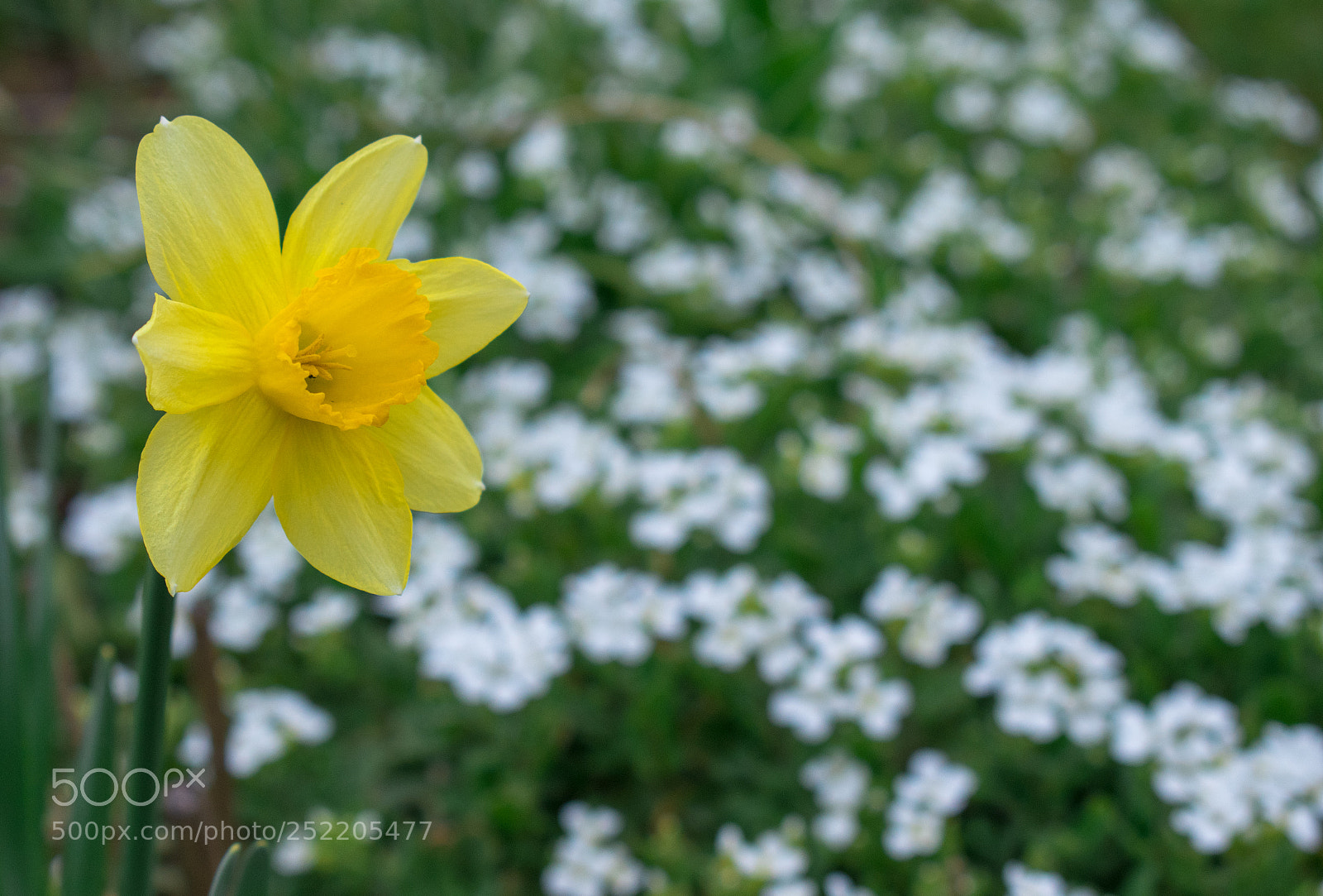 Nikon D5600 sample photo. Spring break photography