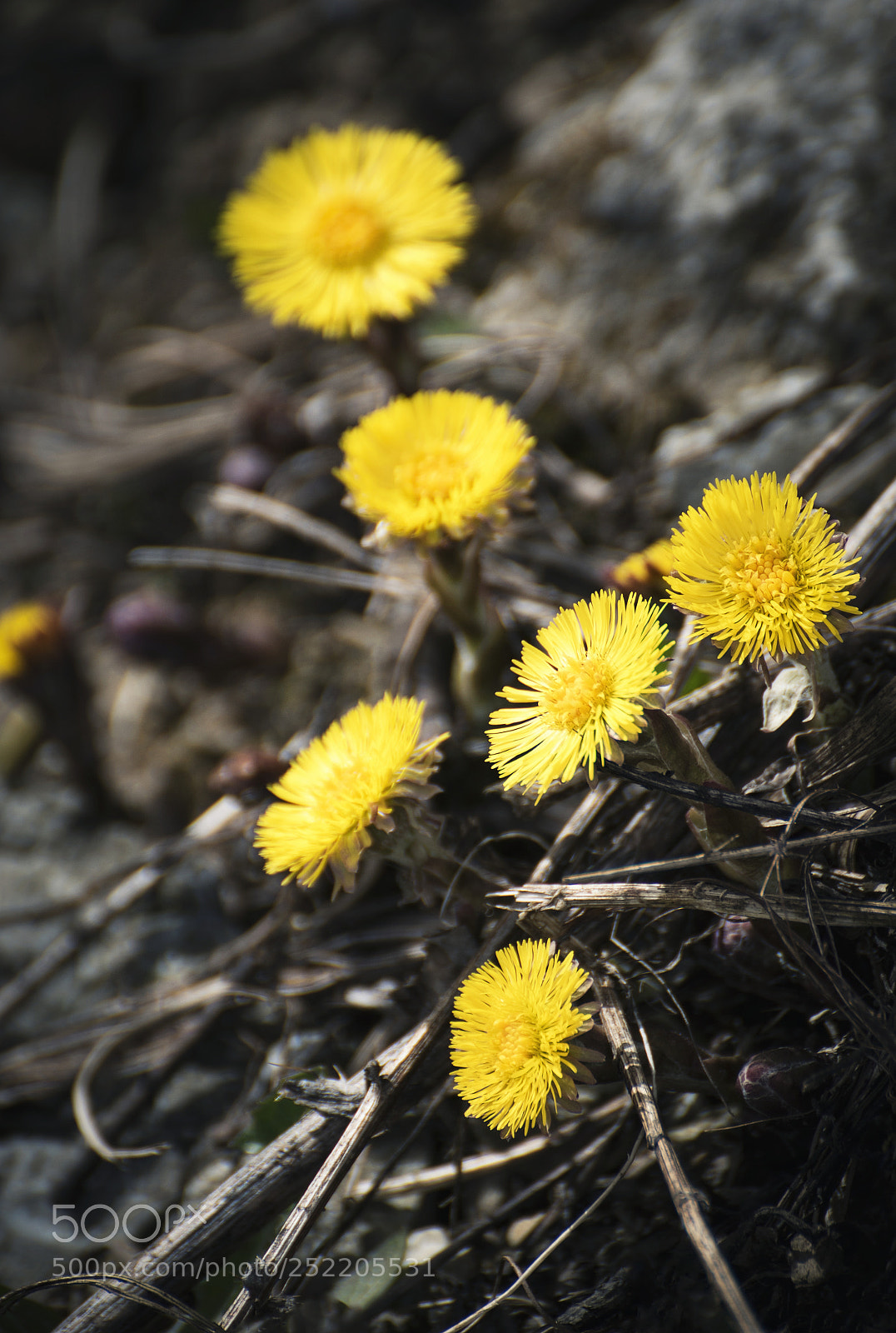 Nikon D5500 sample photo. Spring yellow flowers of photography