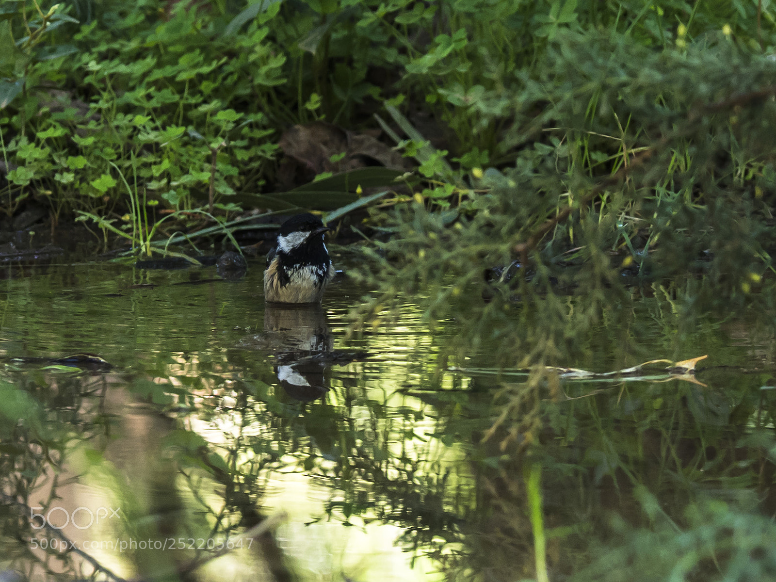 Olympus OM-D E-M1 Mark II sample photo. Coal tit  photography