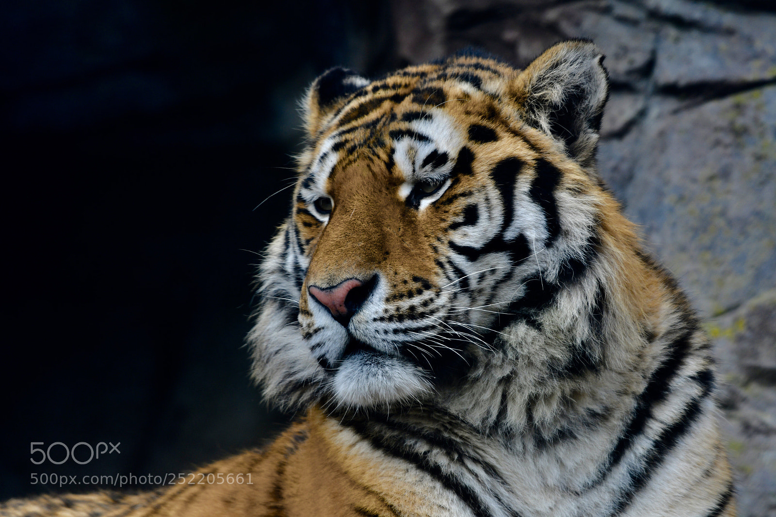 Nikon D7500 sample photo. Untitled photography