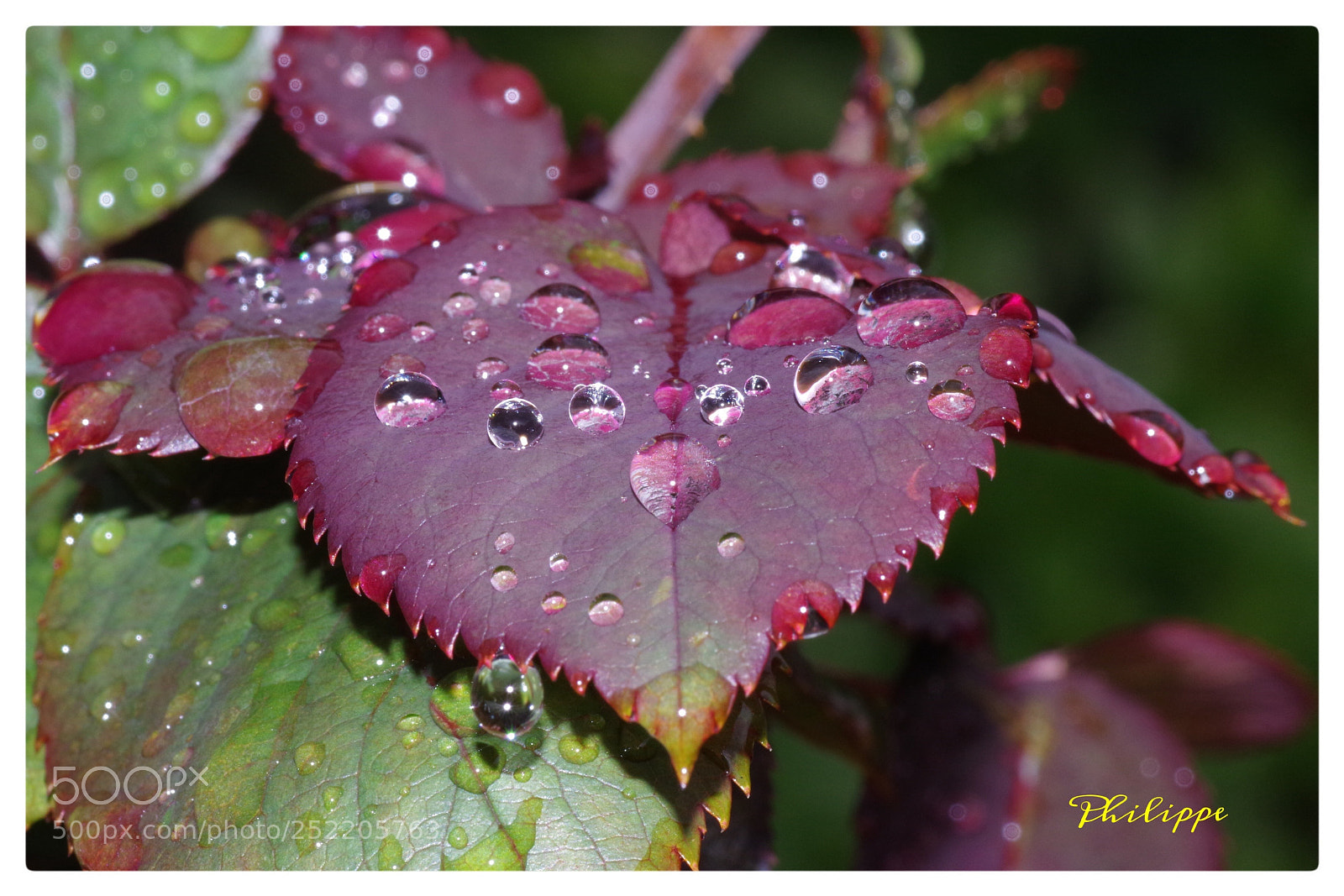 Pentax K-70 sample photo. Après la pluie photography