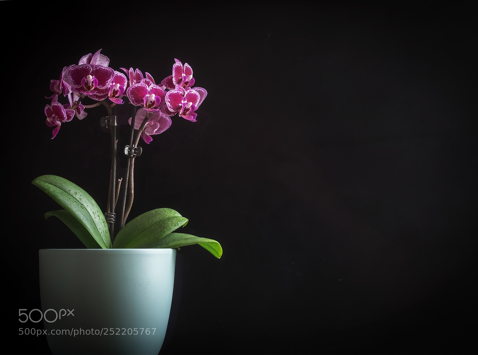 Fujifilm X-T1 sample photo. Minature orchids photography