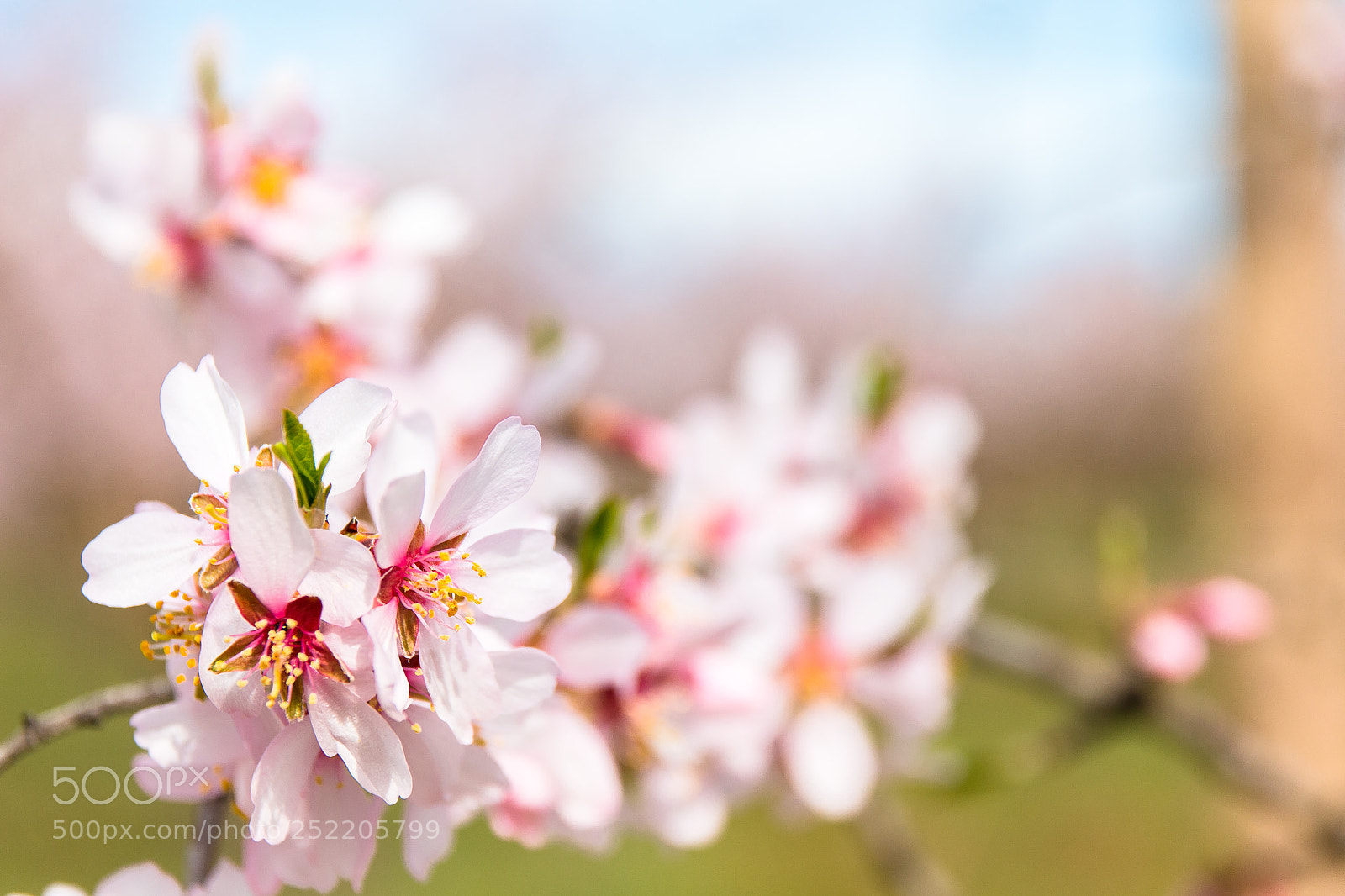 Canon EOS 70D sample photo. Almond blossoms photography