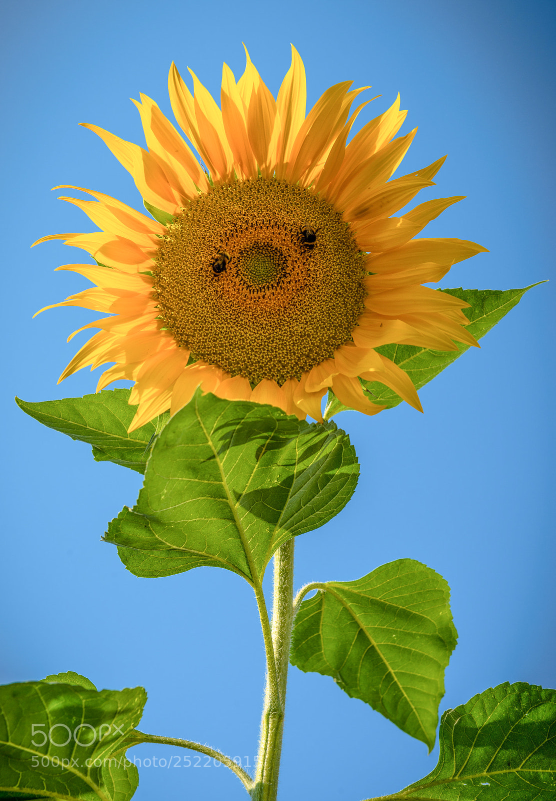 Nikon D800 sample photo. Sun flower photography