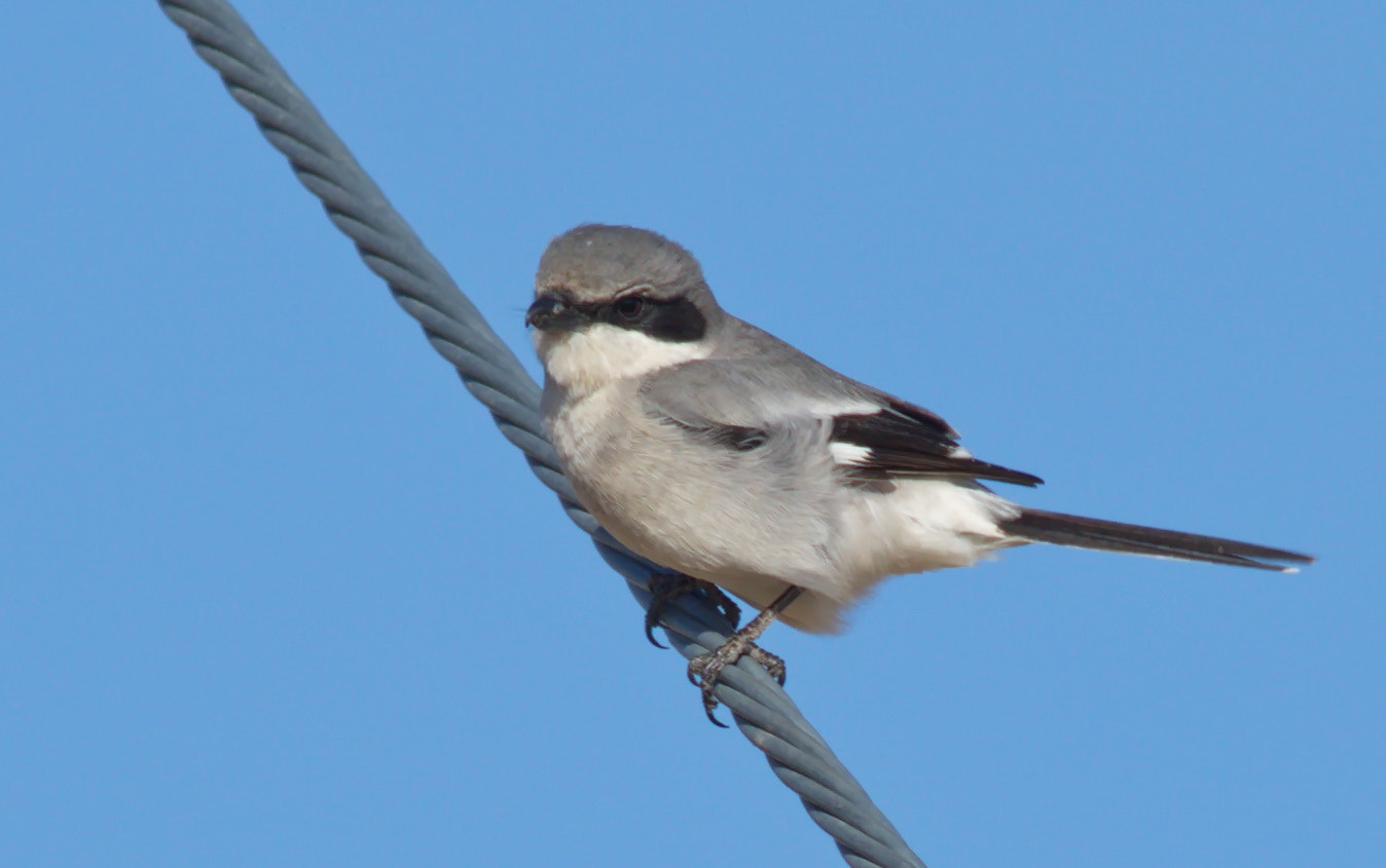 Canon EOS 7D Mark II + Canon EF 400mm F5.6L USM sample photo. Loggerhead shrike photography