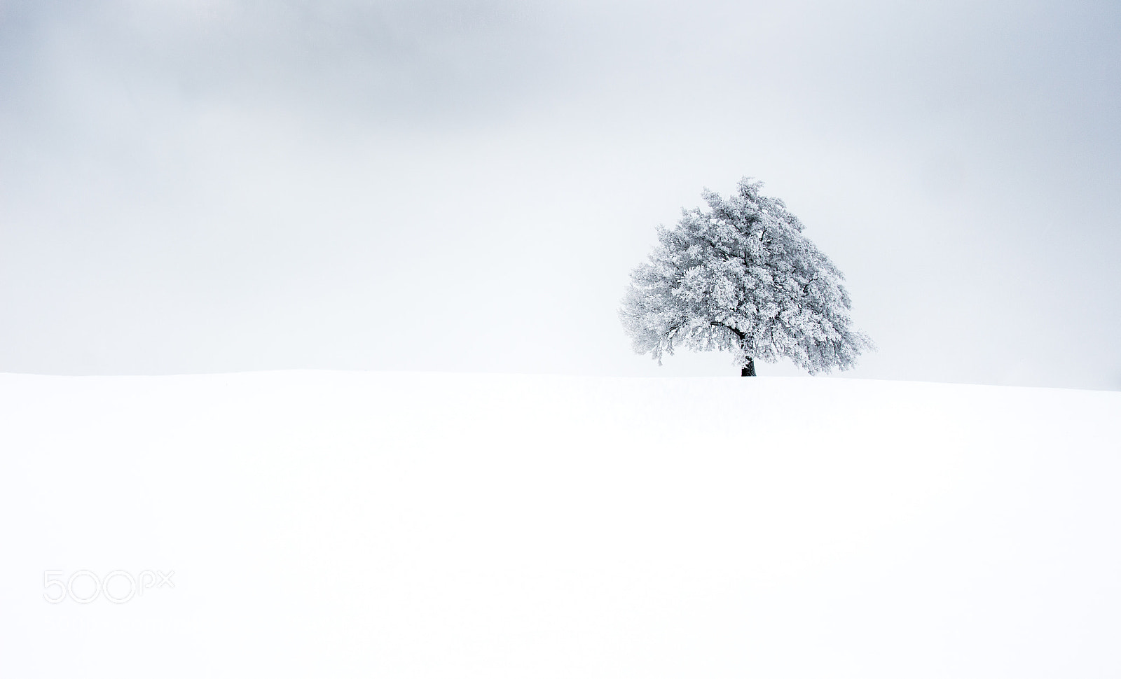 Canon EOS 700D (EOS Rebel T5i / EOS Kiss X7i) sample photo. Lonely winter tree photography
