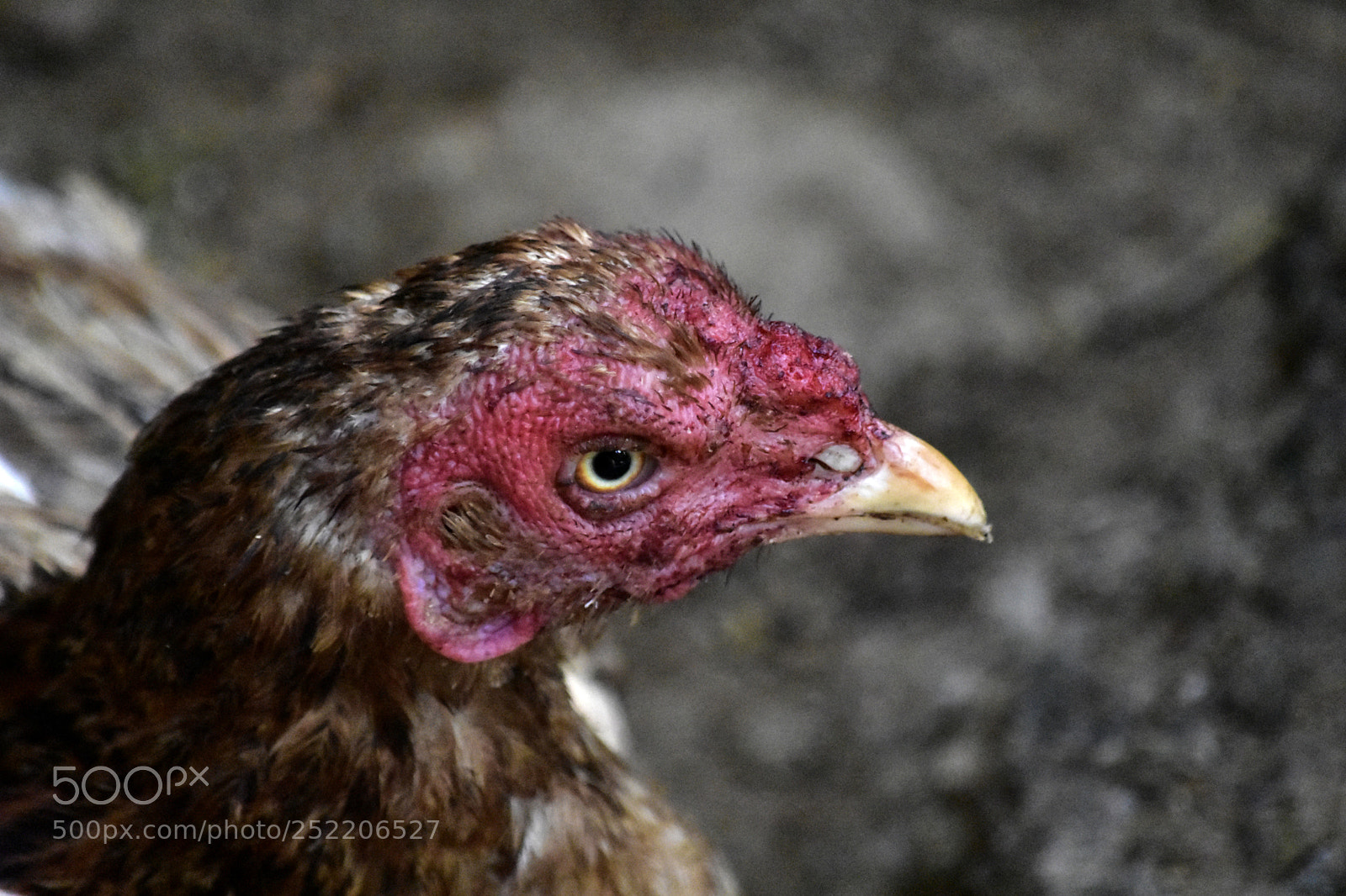 Nikon D3400 sample photo. Hen photography