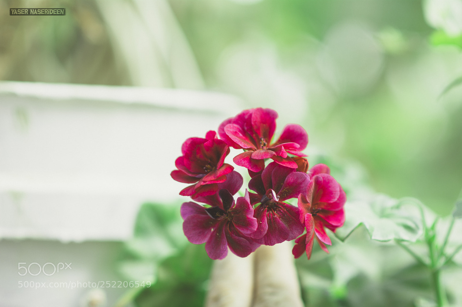 Nikon D7100 sample photo. Flowers photography