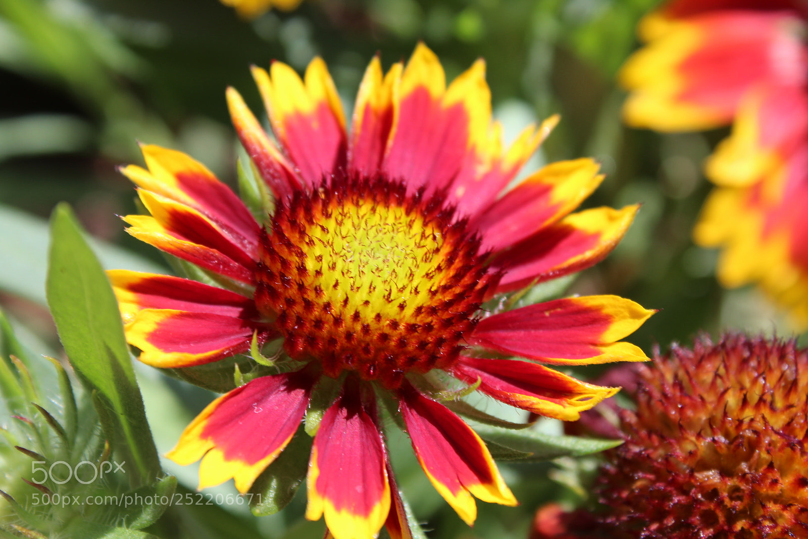 Canon EOS 1300D (EOS Rebel T6 / EOS Kiss X80) sample photo. Fire flower photography
