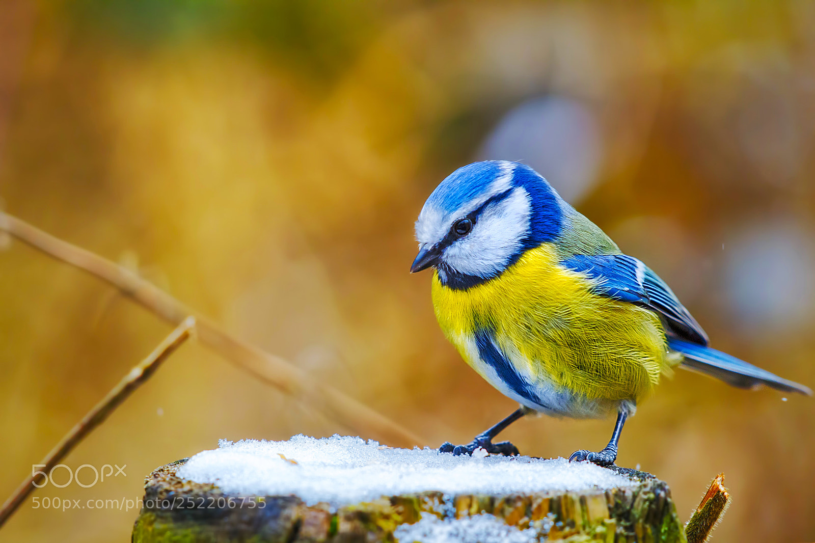 Canon EOS 60D sample photo. Eurasian blue tit (20962) photography