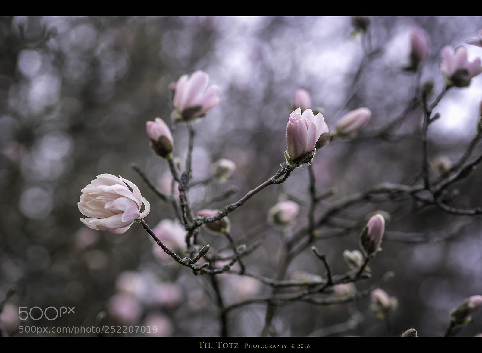 Olympus OM-D E-M1 sample photo. Magnolia photography