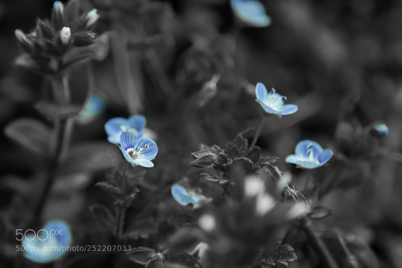 Canon EOS 1300D (EOS Rebel T6 / EOS Kiss X80) sample photo. Blue flower photography