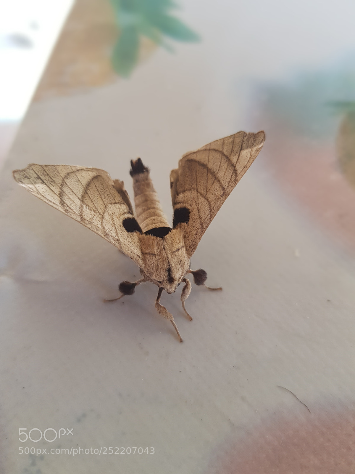 Samsung Galaxy S8+ sample photo. Untitled photography