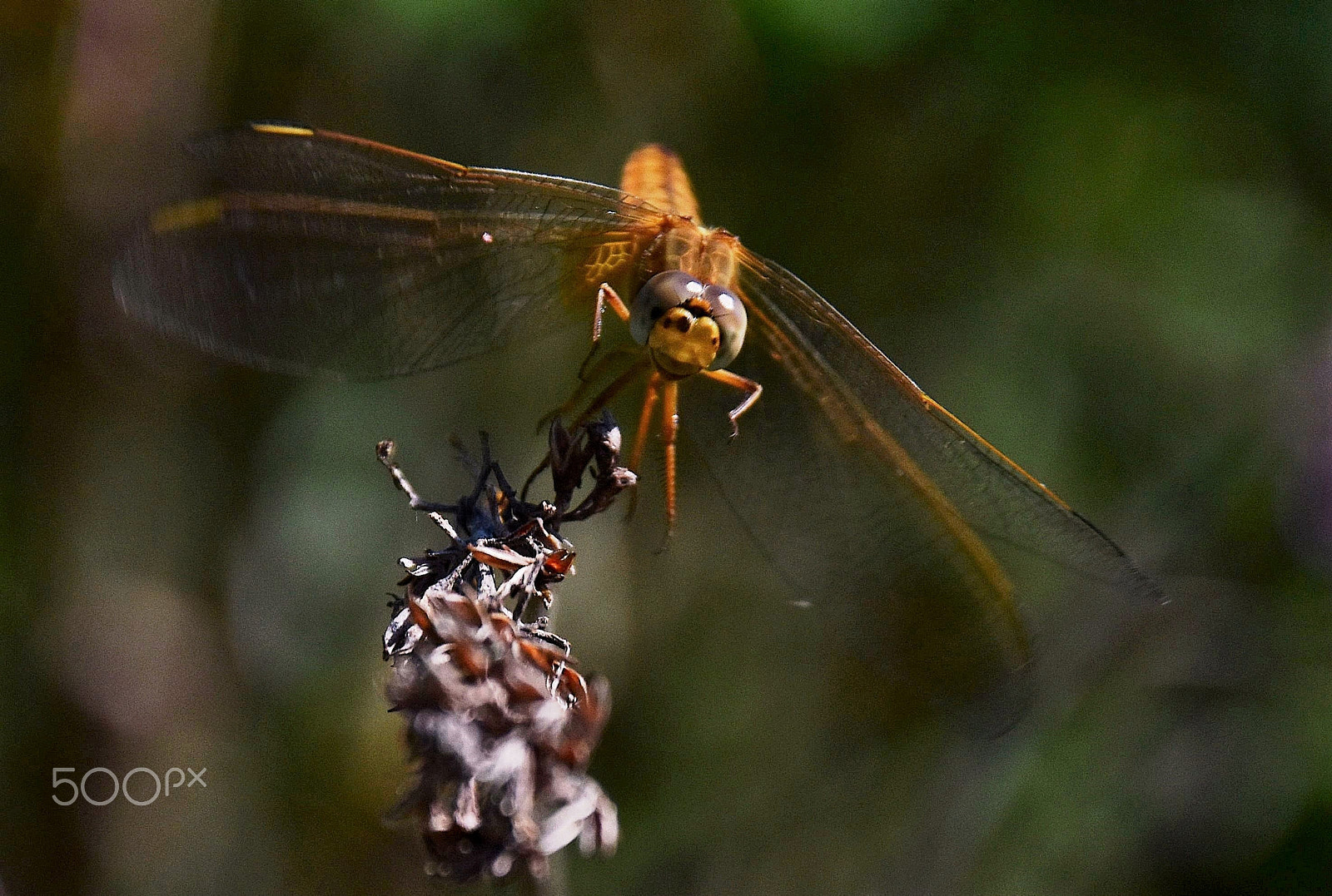 Nikon D5500 sample photo. Eye contact photography