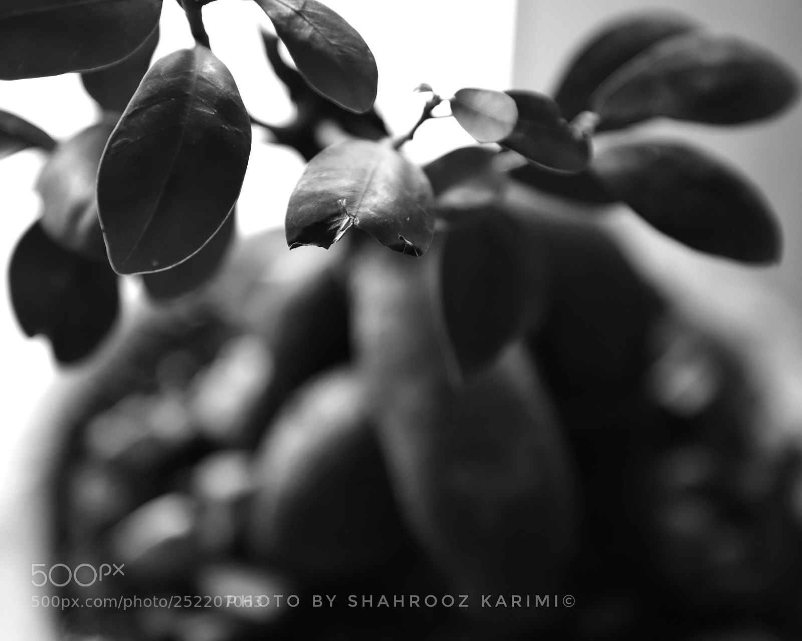 Canon EOS 6D Mark II sample photo. Odd... photography