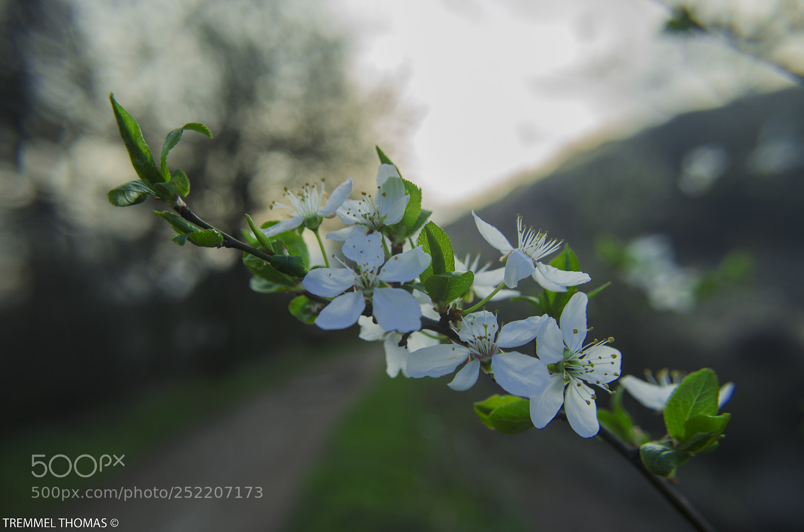Nikon D5100 sample photo. Pink spring flowers photography