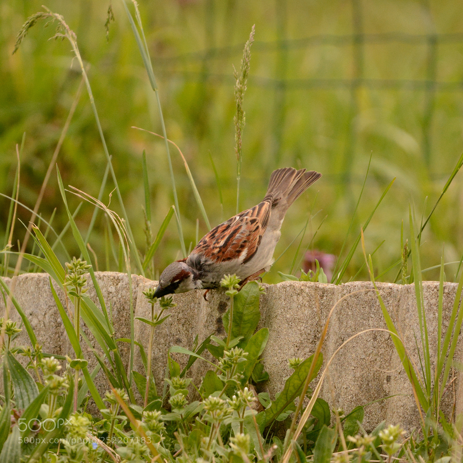 Nikon D7100 sample photo. Passer domesticus photography