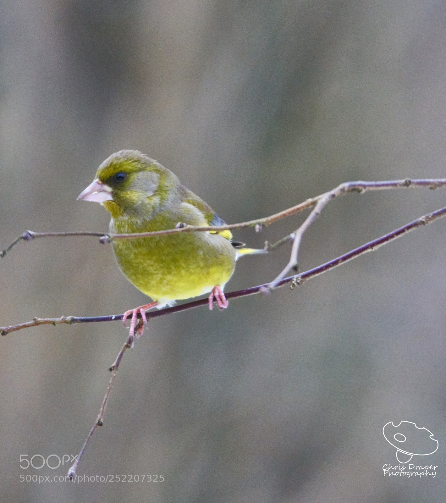 Sony ILCA-77M2 sample photo. Greenfinch photography