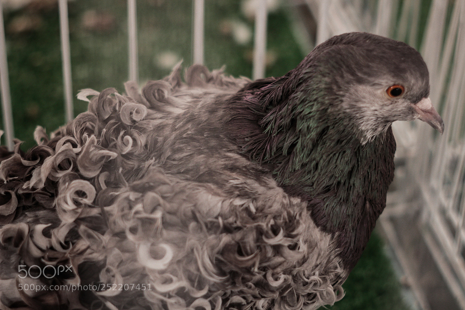 Canon EOS 100D (EOS Rebel SL1 / EOS Kiss X7) sample photo. Curly feathered pigeon photography
