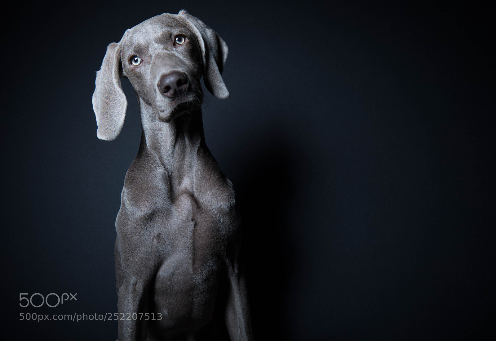 Nikon D5 sample photo. Millie photography