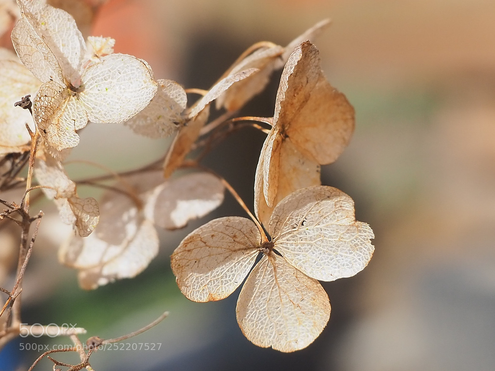 Olympus OM-D E-M10 III sample photo. Hortensie photography