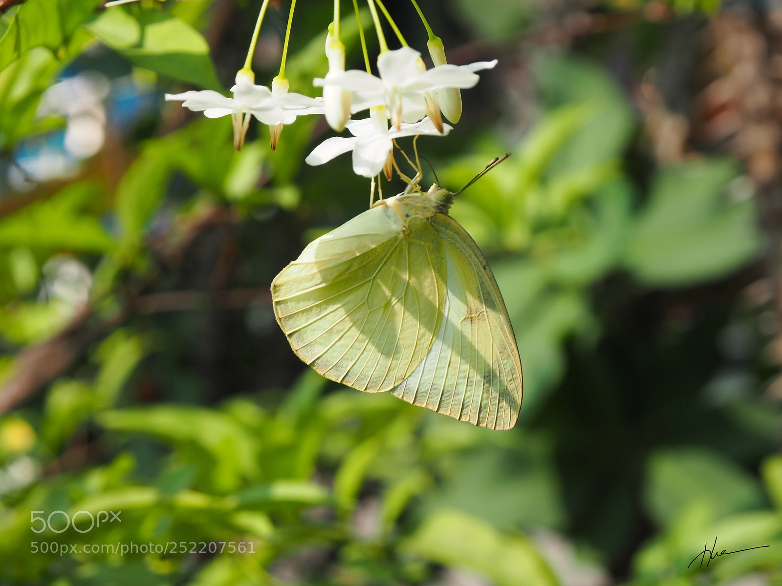 Olympus OM-D E-M5 II sample photo. B m lu t photography