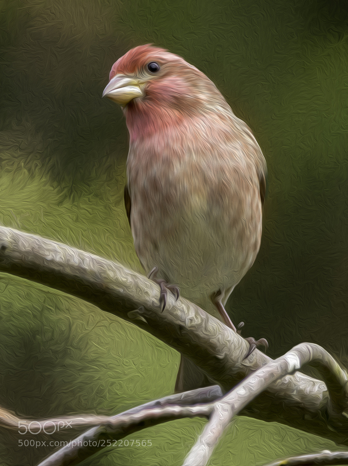 Canon EOS M5 sample photo. Purple finch photography