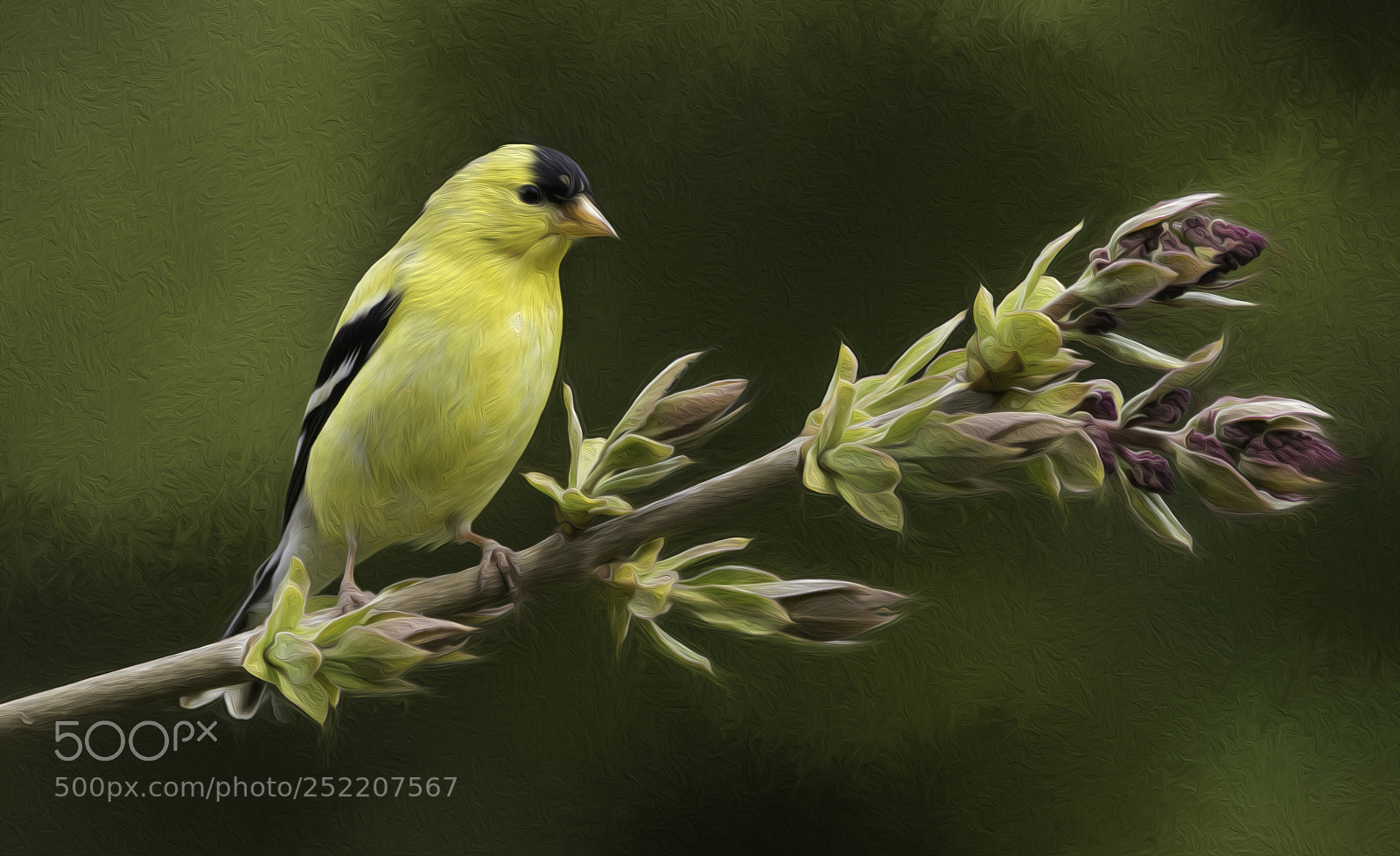 Canon EOS M5 sample photo. American goldfinch photography