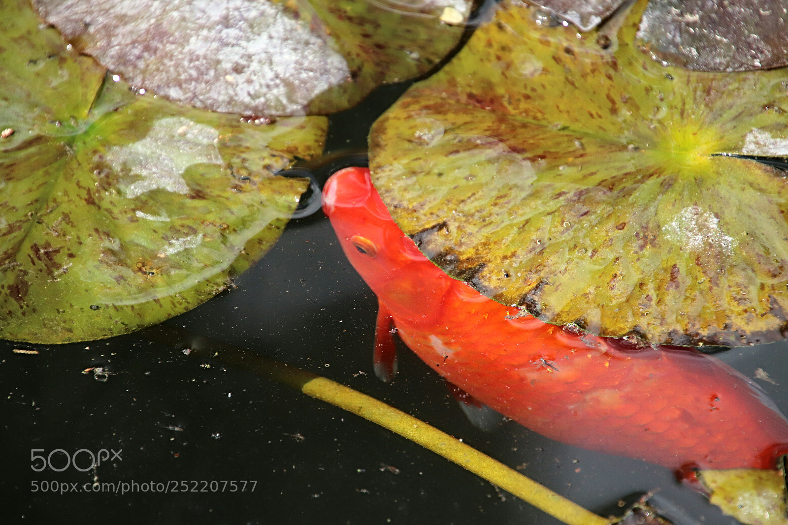 Canon EOS 77D (EOS 9000D / EOS 770D) sample photo. Fish-a-boo photography