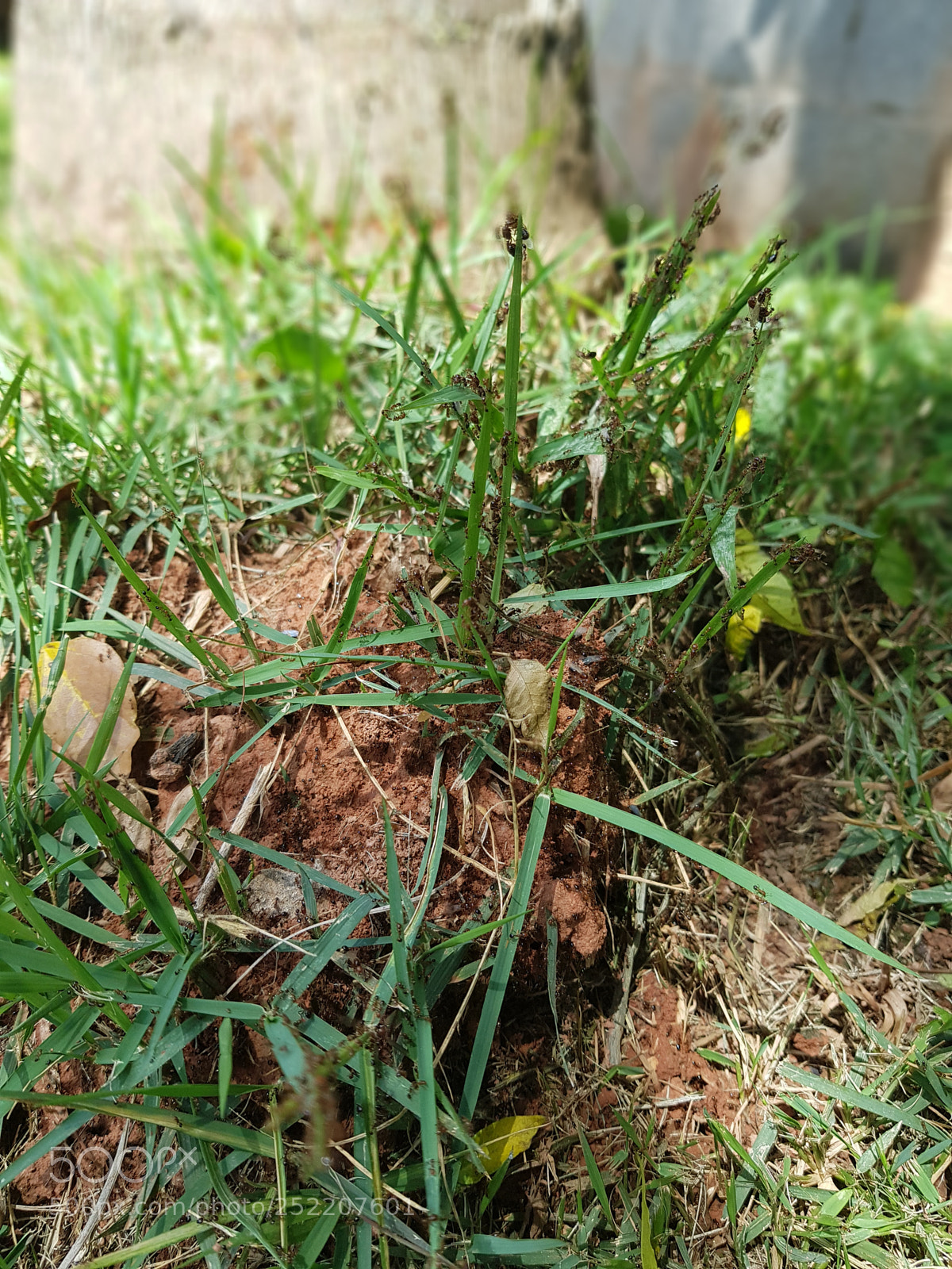 Samsung Galaxy S8+ sample photo. Untitled photography