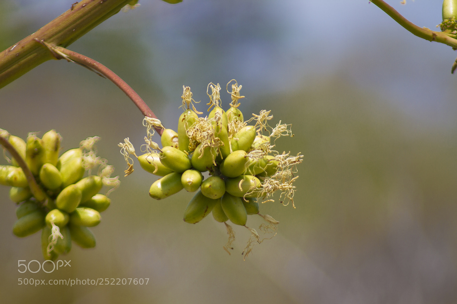 Canon EOS 7D sample photo. Nat photography
