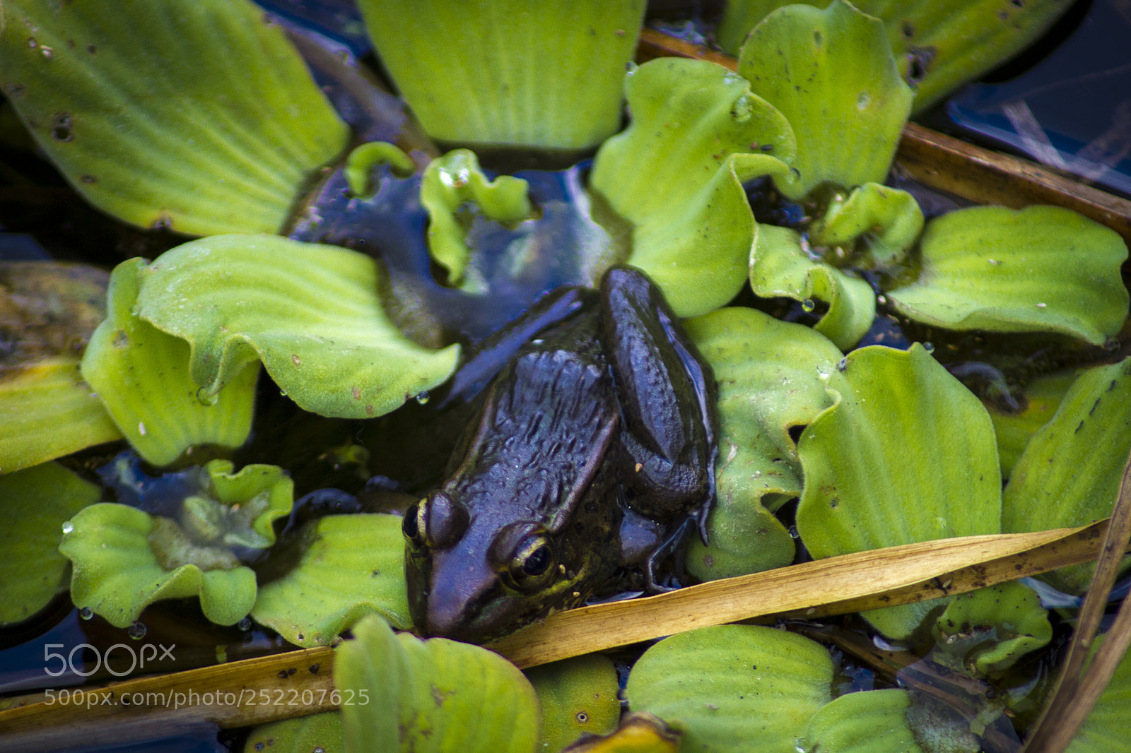 Canon EOS 7D sample photo. Nat photography