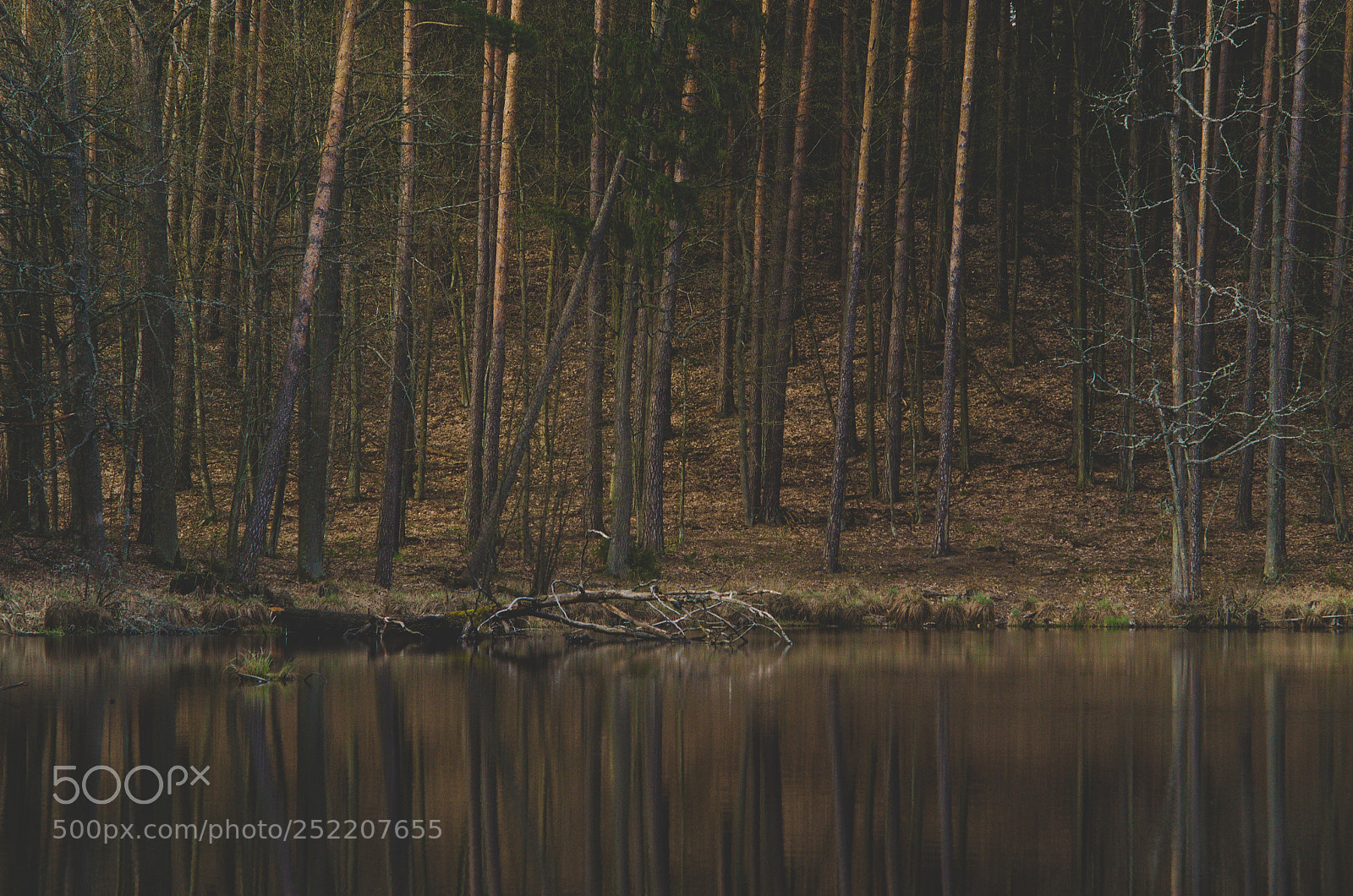 Nikon D7000 sample photo. Mirror in forest photography