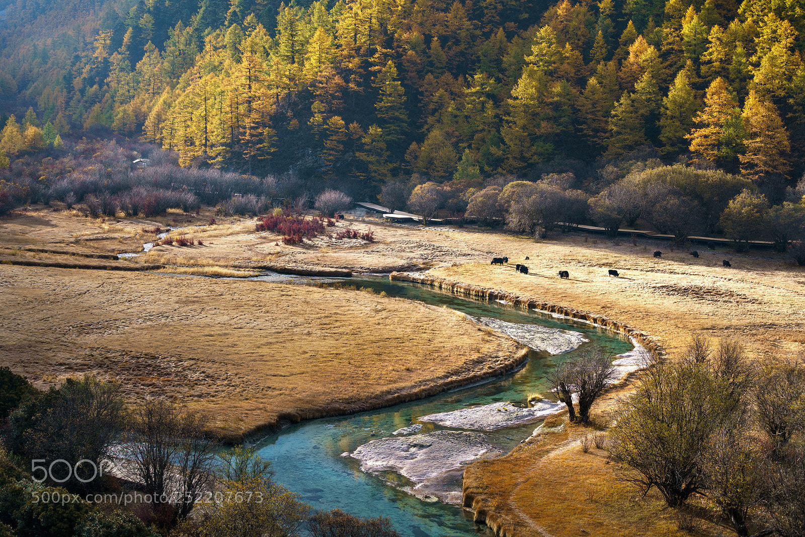Sony a7R II sample photo. Yading nature reserve photography