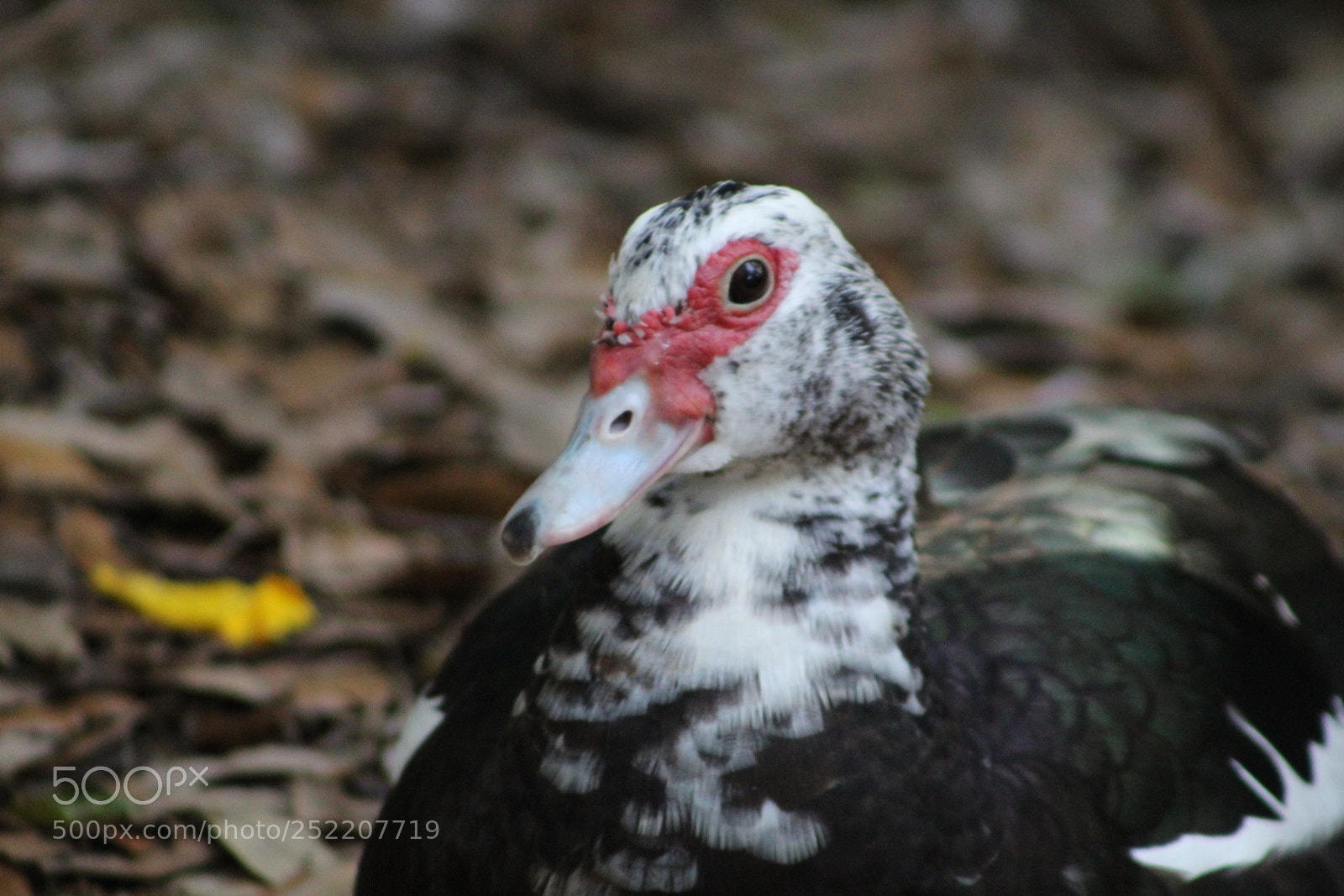 Canon EF 75-300mm f/4-5.6 sample photo. Quack photography