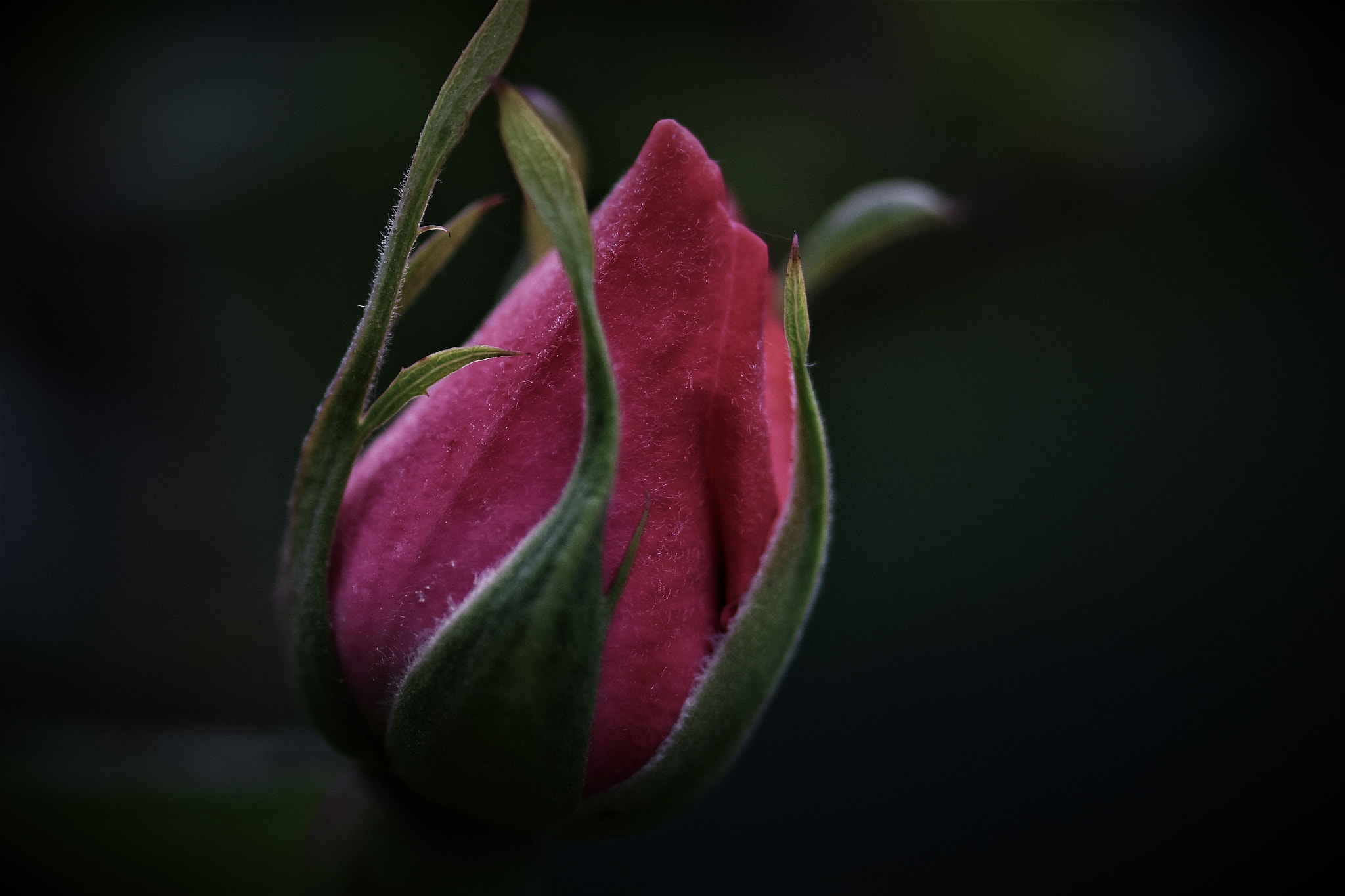 Nikon AF-S Micro-Nikkor 105mm F2.8G IF-ED VR sample photo. Rosebud . . . photography