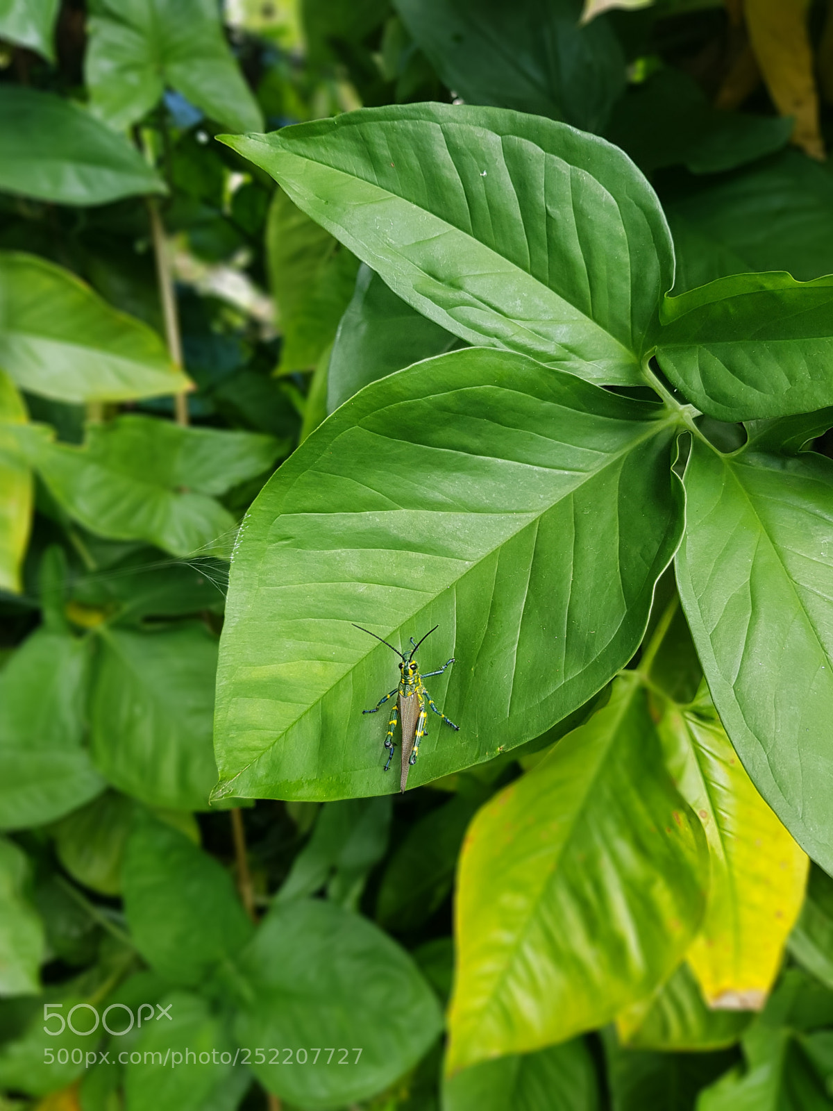Samsung Galaxy S8+ sample photo. Untitled photography