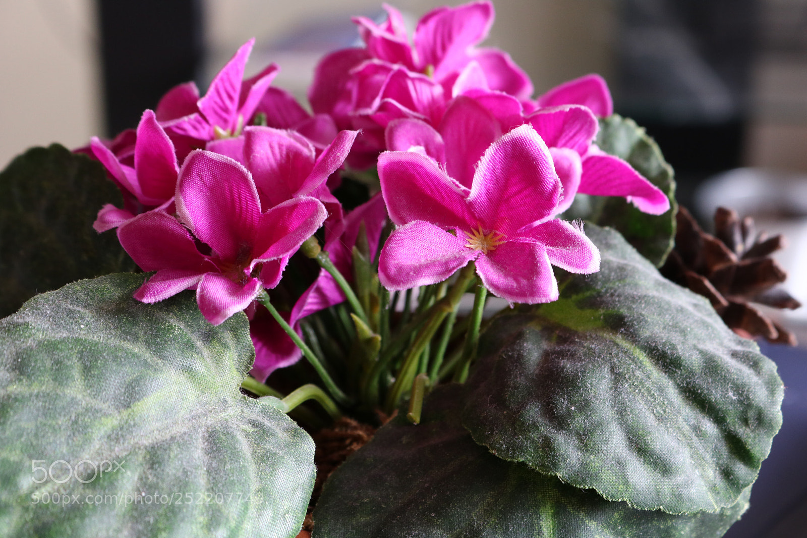 Canon EOS 750D (EOS Rebel T6i / EOS Kiss X8i) sample photo. Untitled photography