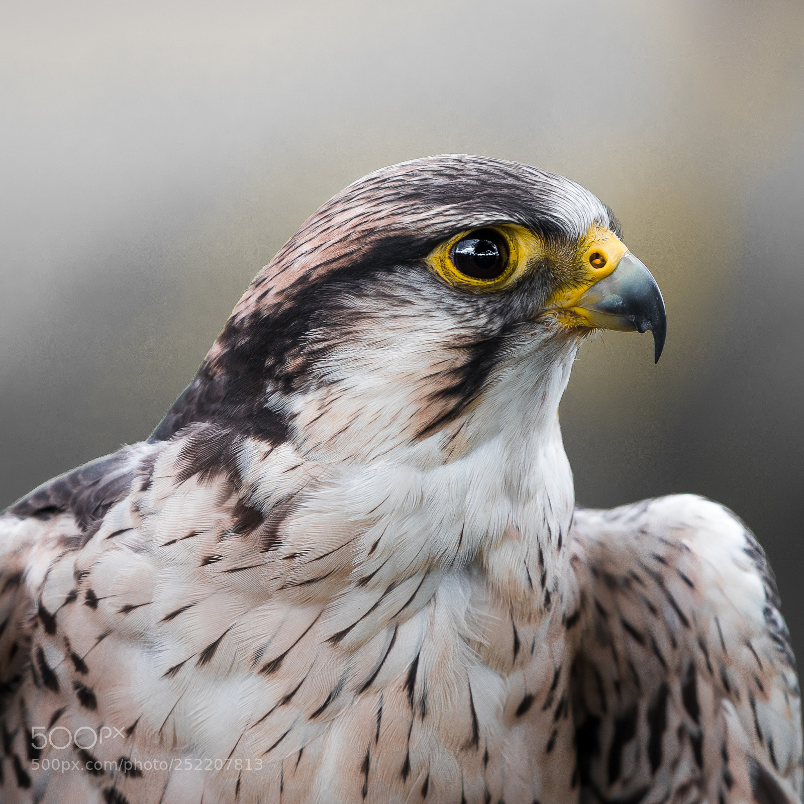 Nikon D810 sample photo. Falcon photography