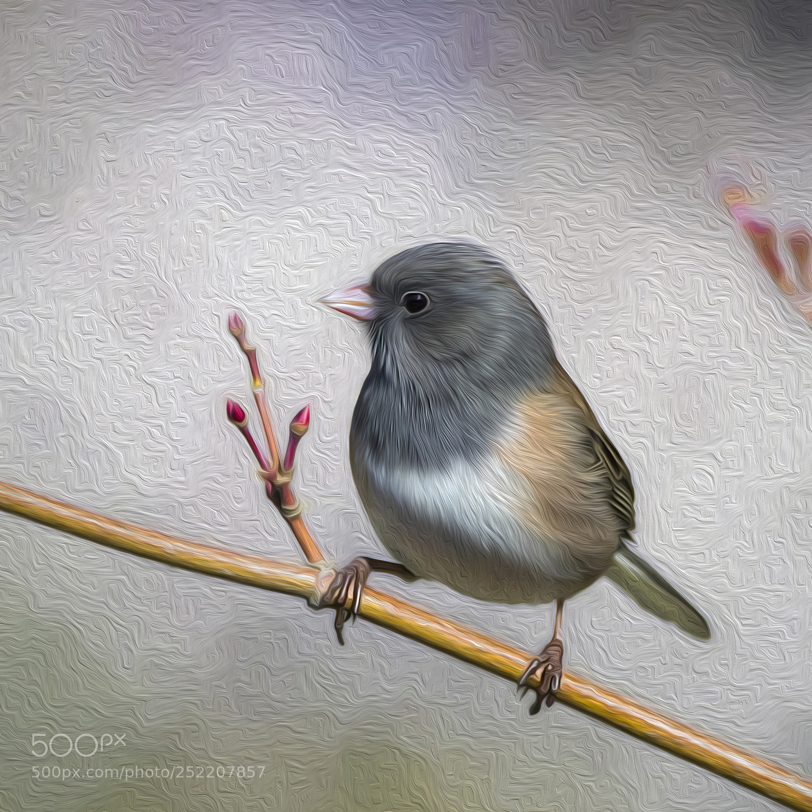 Canon EOS M5 sample photo. Dark-eyed junco photography