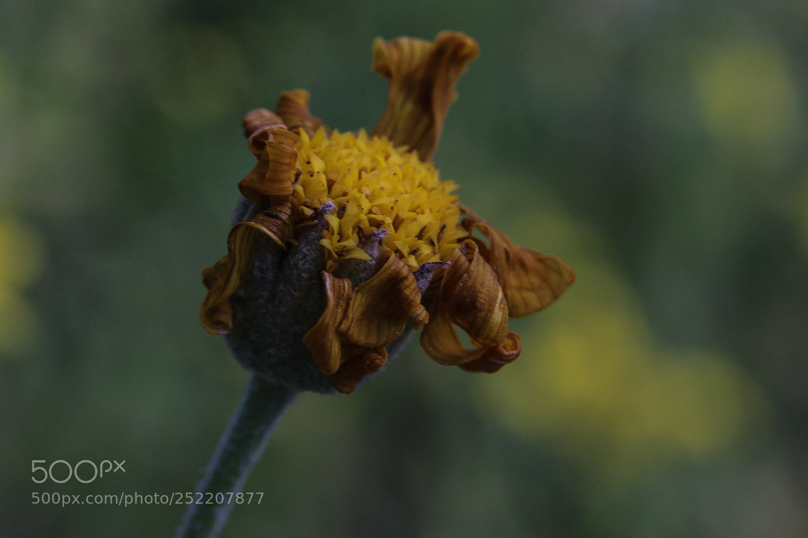 Canon EOS 70D sample photo. Wilthered photography