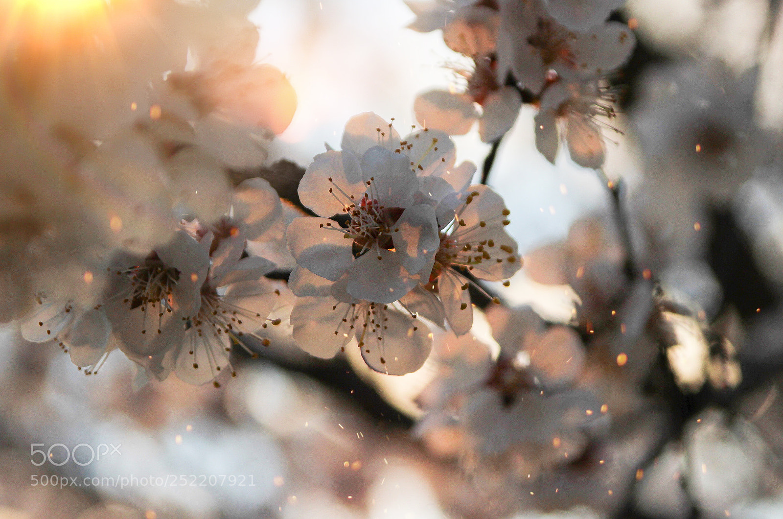 Canon EOS 600D (Rebel EOS T3i / EOS Kiss X5) sample photo. Blooming tree and sunset photography
