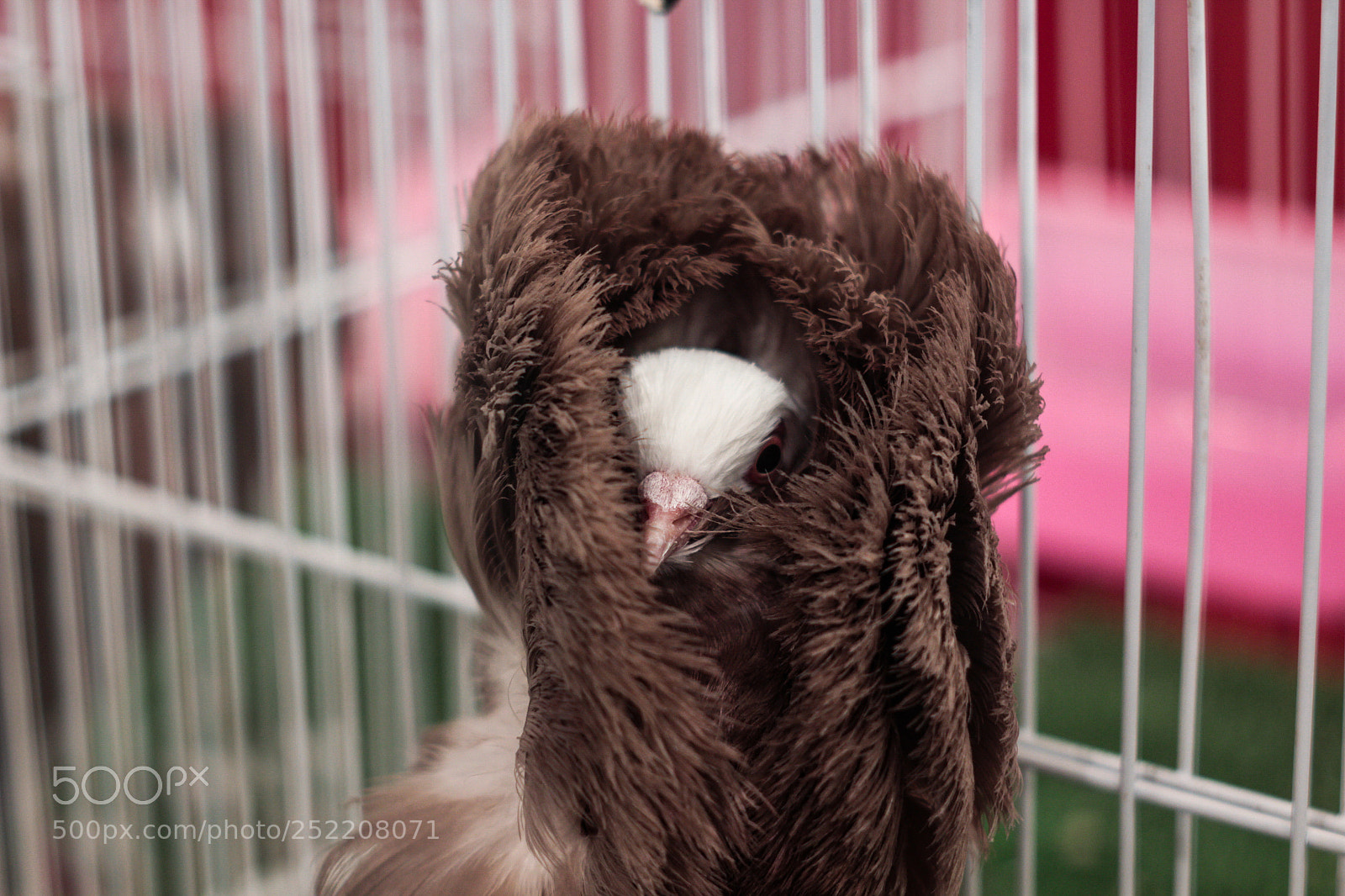 Canon EOS 100D (EOS Rebel SL1 / EOS Kiss X7) sample photo. Pigeon fashionaire photography