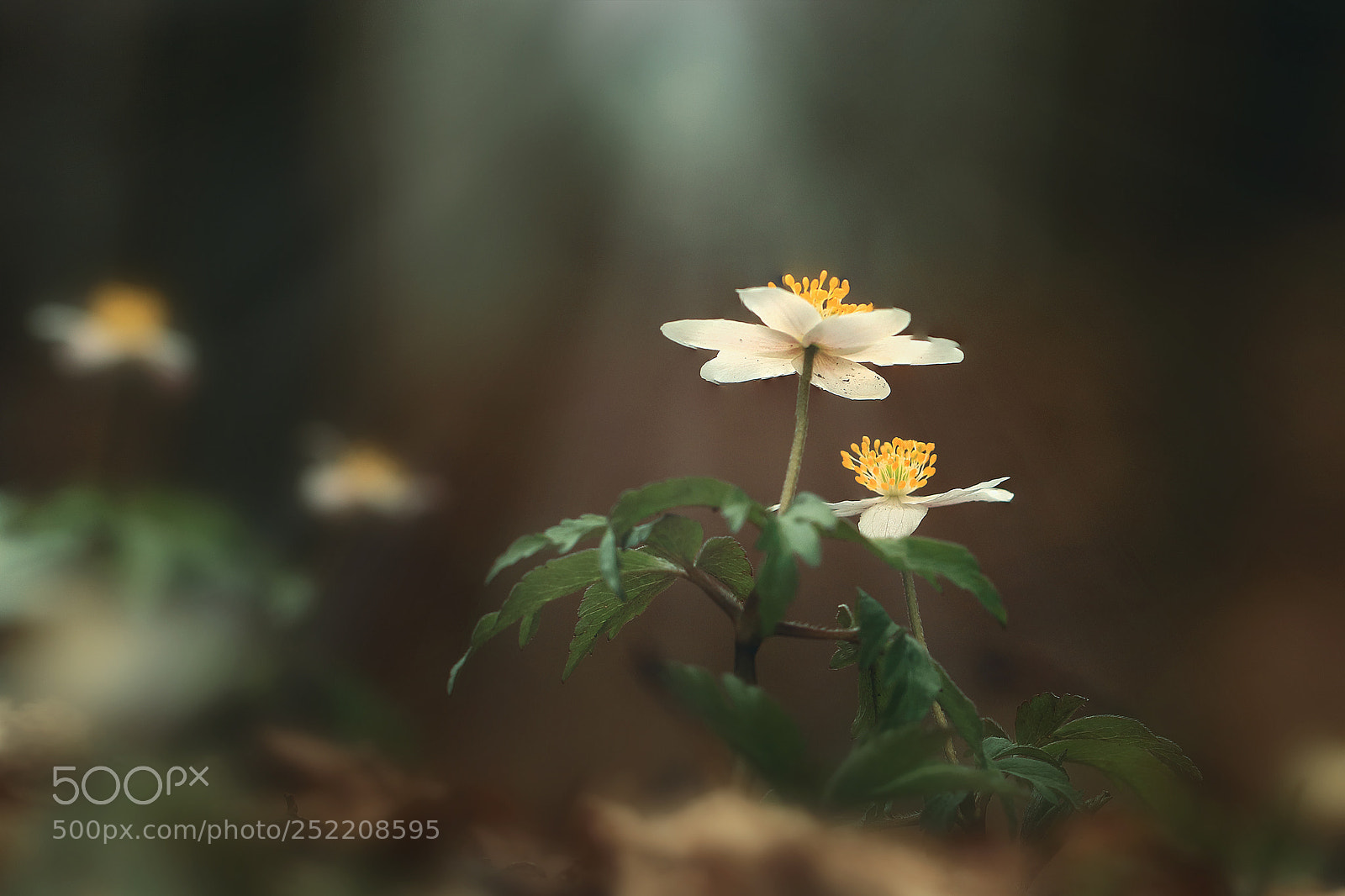 Canon EOS 80D sample photo. Anemone photography