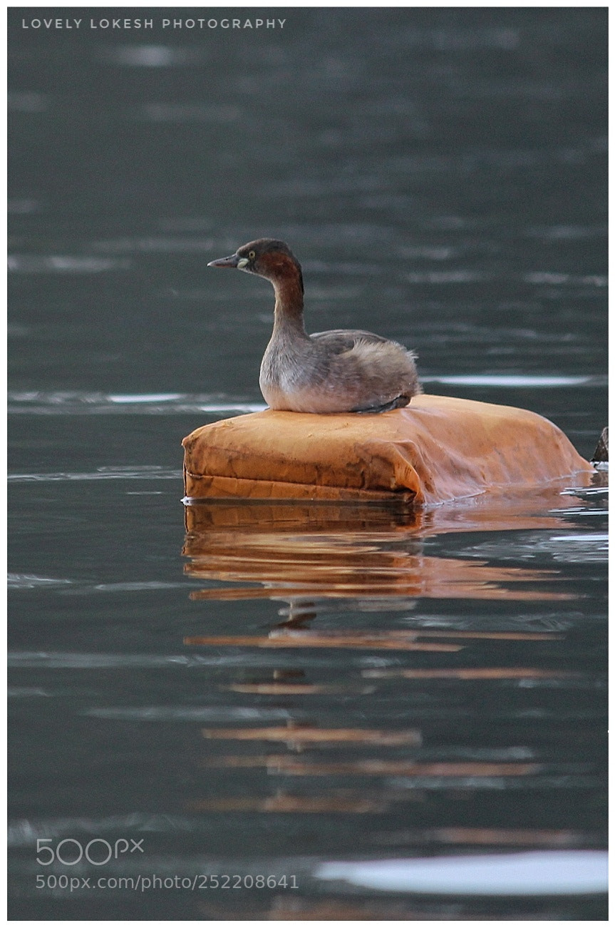 Canon EOS 700D (EOS Rebel T5i / EOS Kiss X7i) sample photo. Duck photography