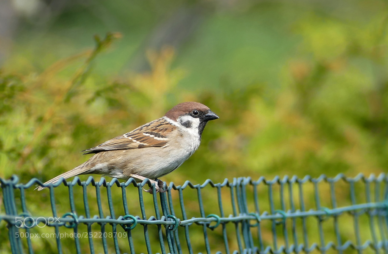 Panasonic Lumix DMC-FZ1000 sample photo. Sparrow photography
