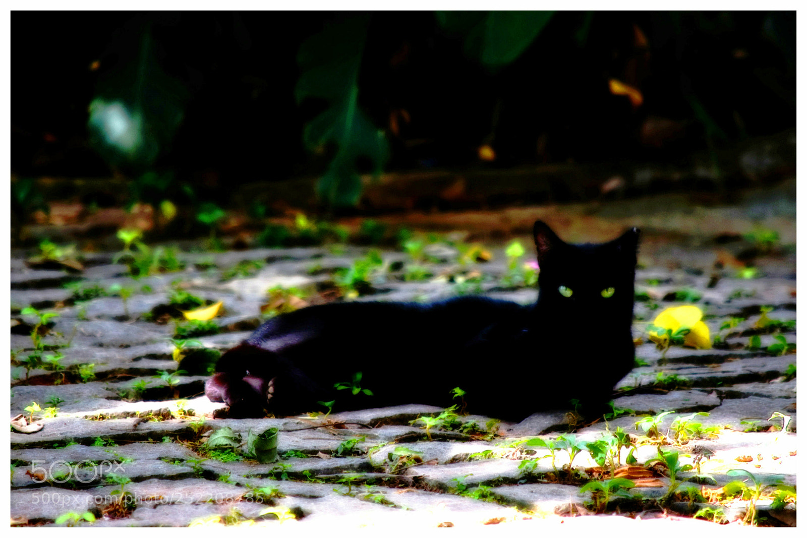 Nikon D5300 sample photo. "verdes" photography